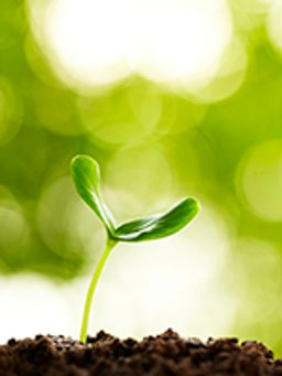 A small plant bud breaking through the dirt and reaching for the light