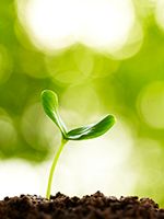 A small plant bud breaking through the dirt and reaching for the light