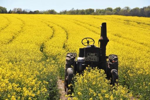 An old tractor sitting in a canola field.