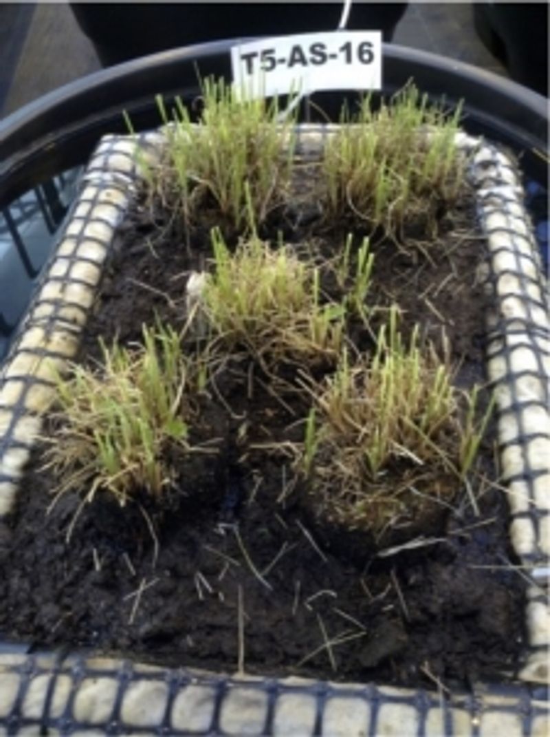 A bundle of labeled grass clumps, labeled T5-AS-16