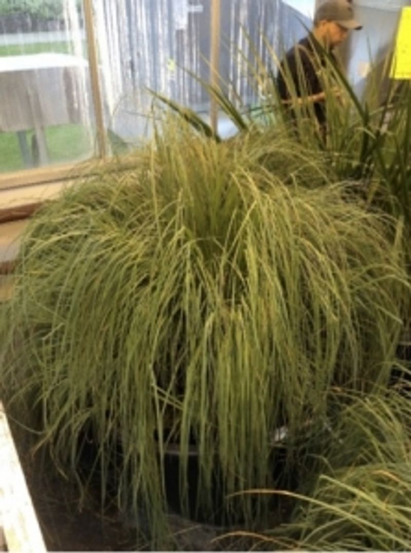 A tall bundle of grass against a window