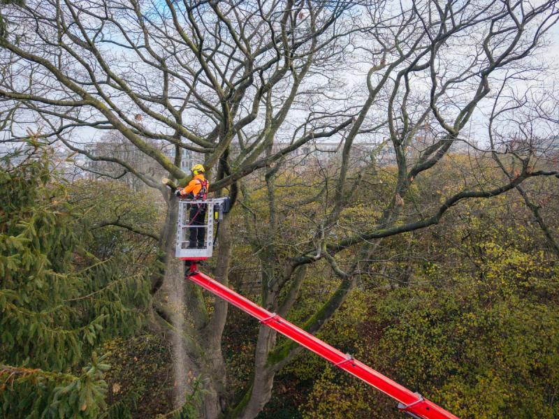 Boomverzorger snoeit boom op grote hoogte