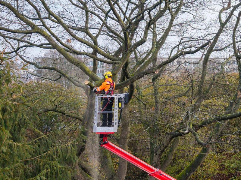 Boomverzorger snoeit op grote hoogte een boom