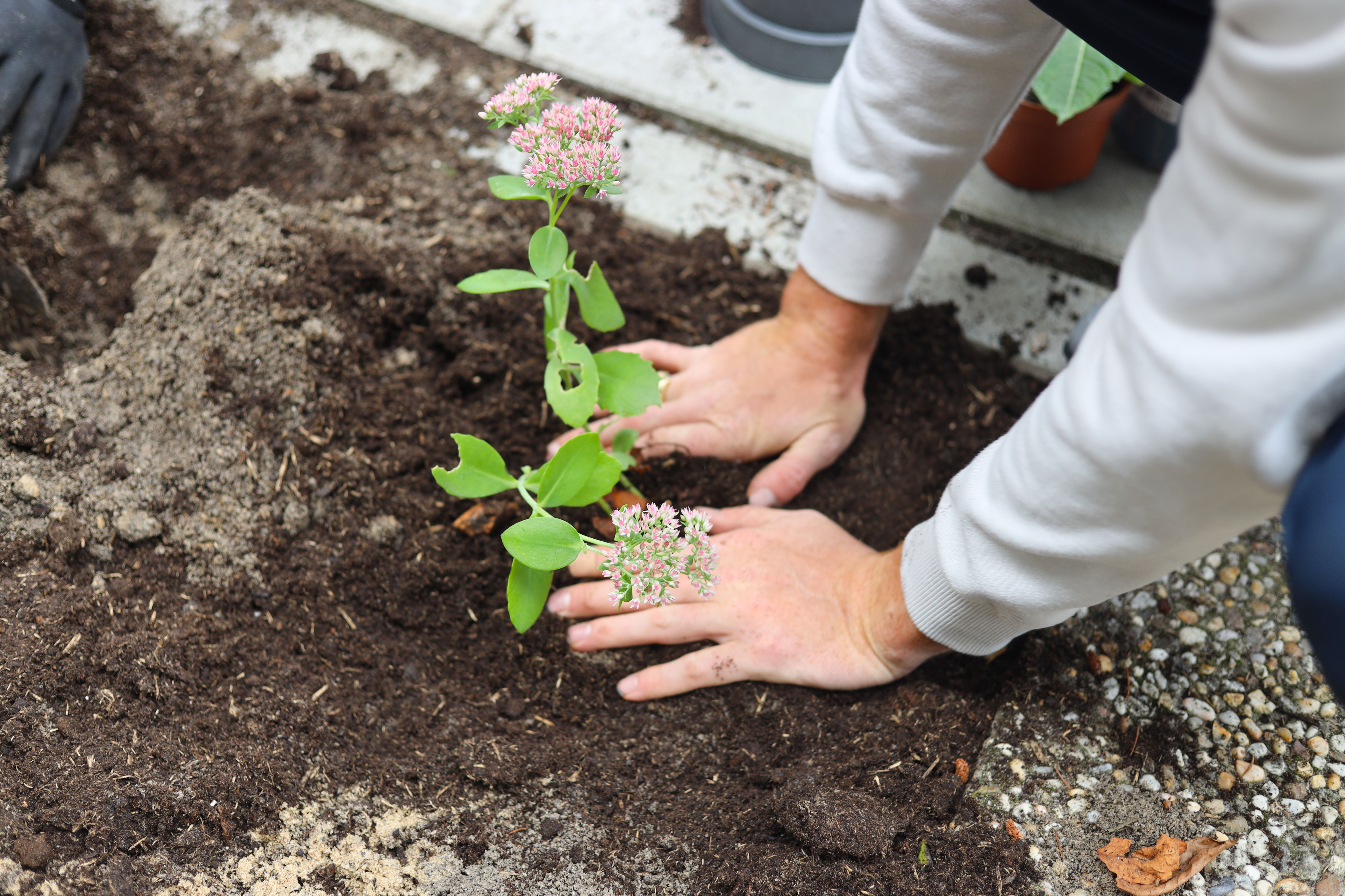 Bloemen in de tuin
