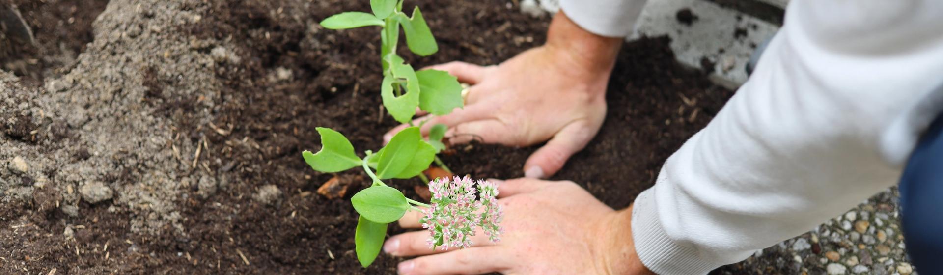 Iemand die tegels vervangt door beplanting