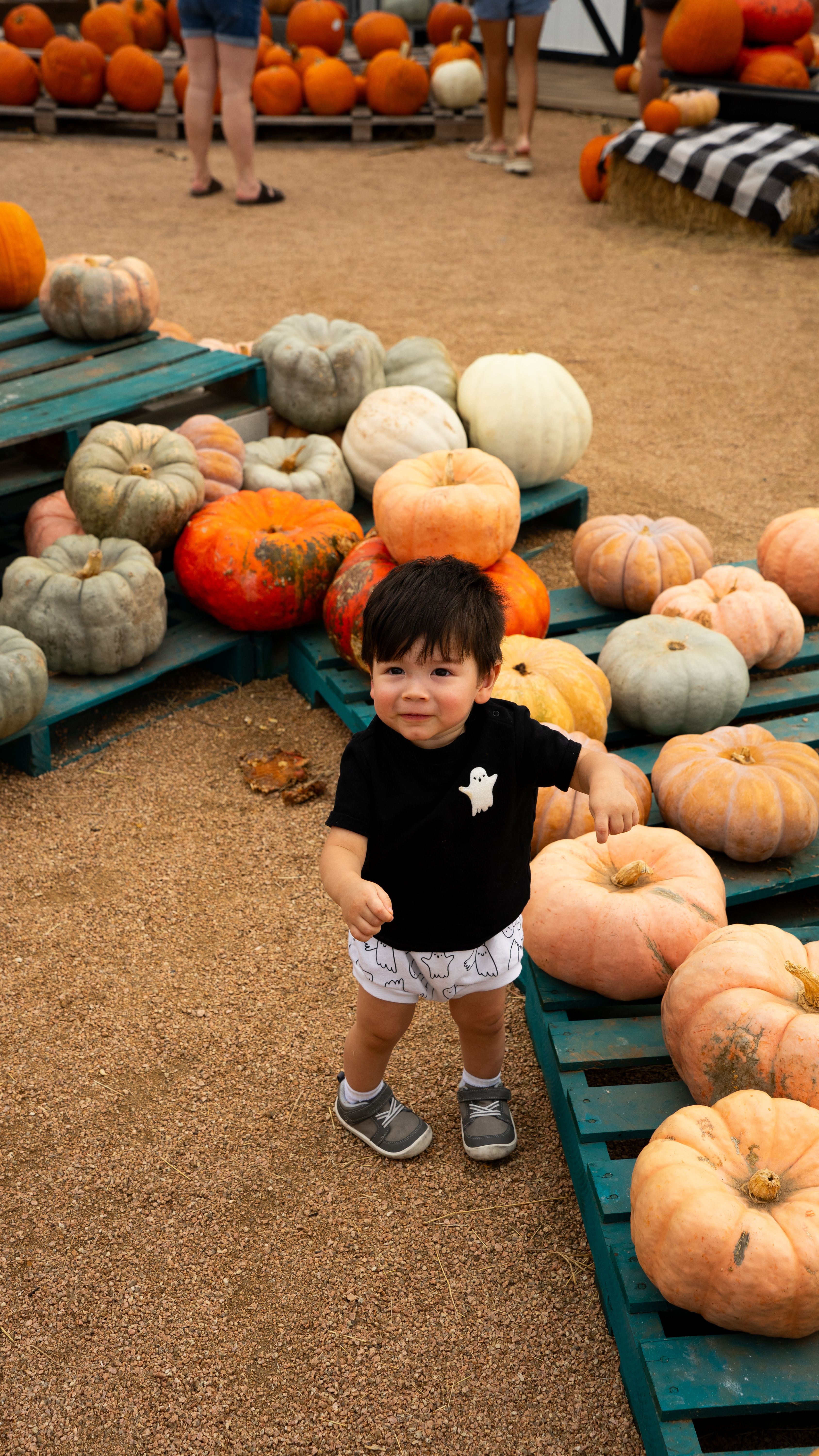 Child in a pumpkin patch
