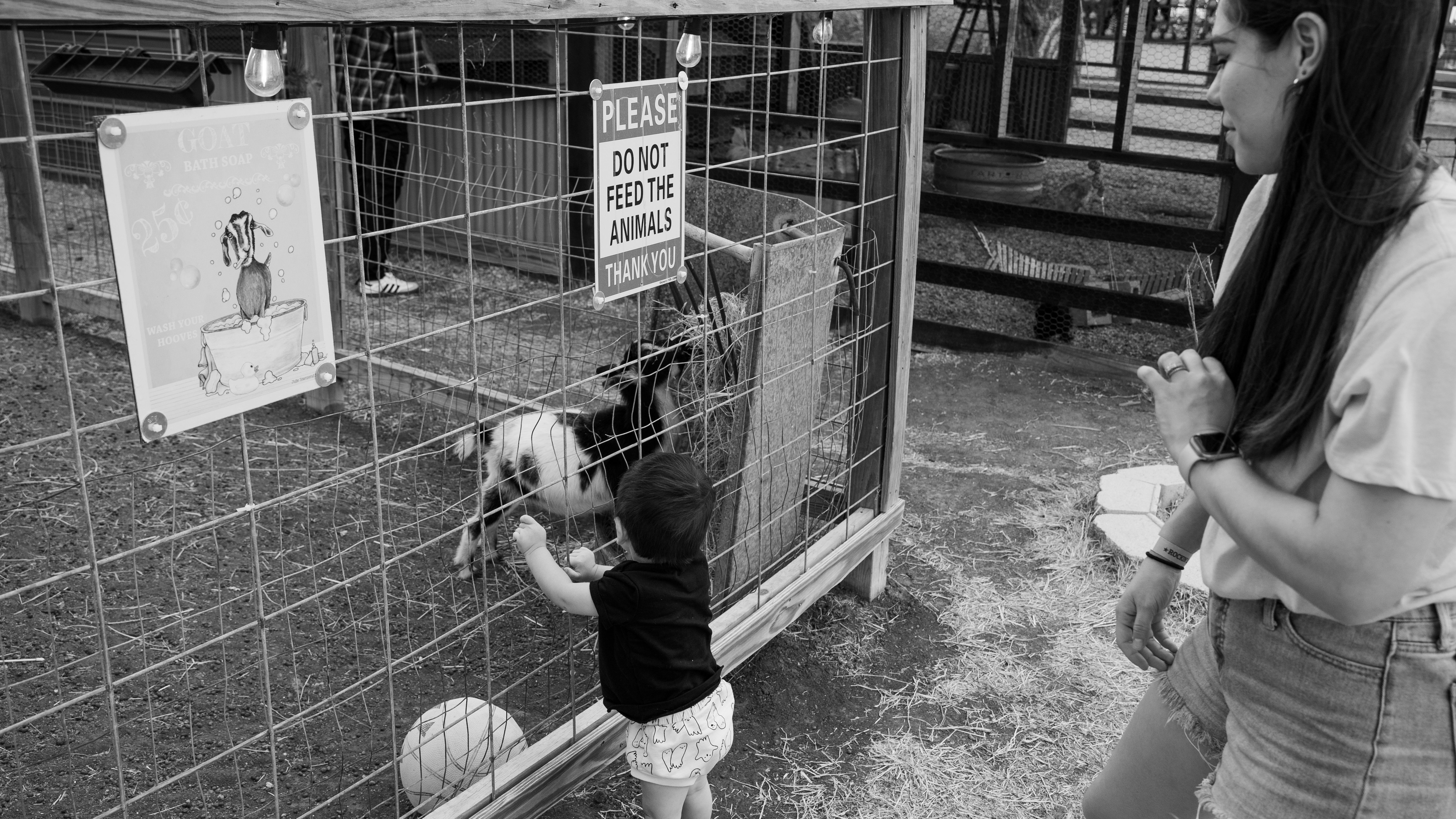 Child looking at a goat.