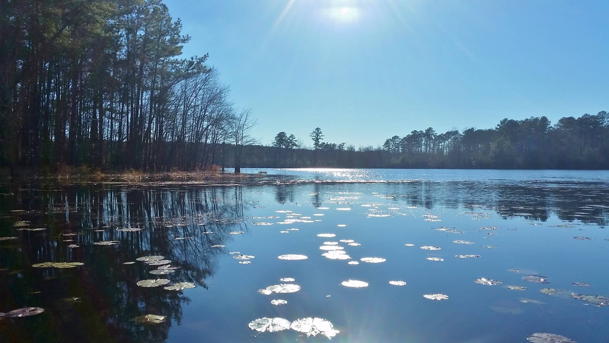Flint Creek Water Park lake and pine shoreline at Wiggins, Mississippi