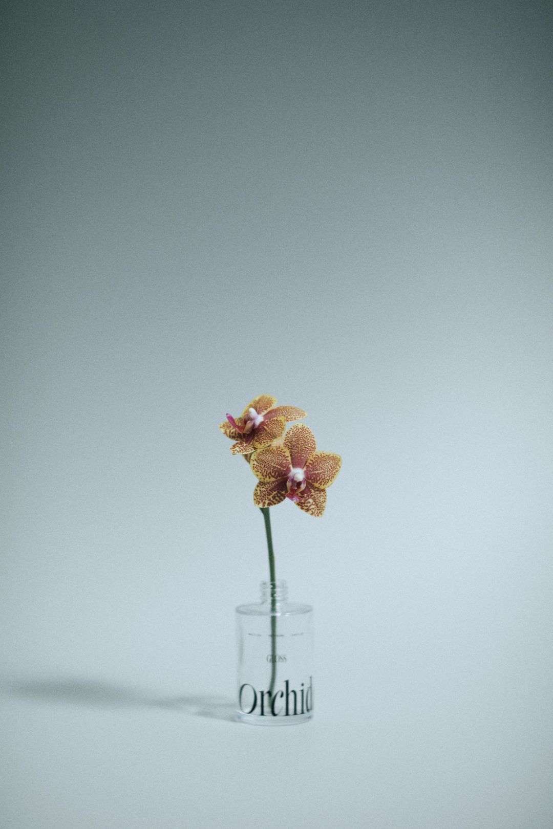 Orchidee