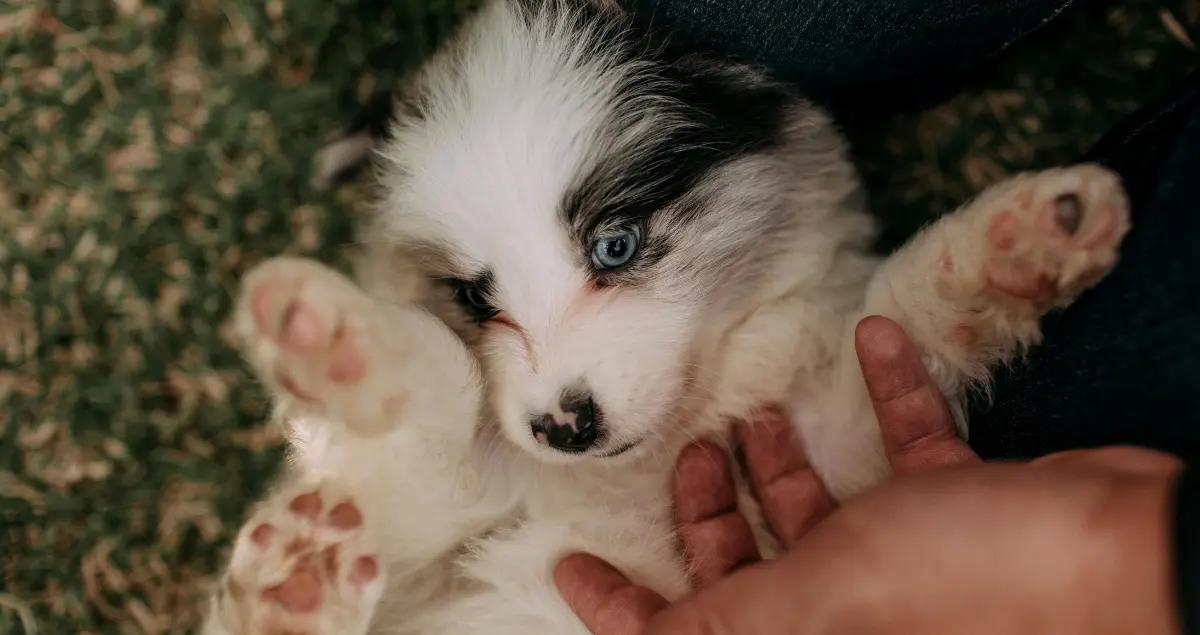 Military tenant playfully tickling a pet dog in a cozy rental home highlighting Are Pet-Friendly Housing Options Available Near Patrick Space Force Base? with TDY Hero