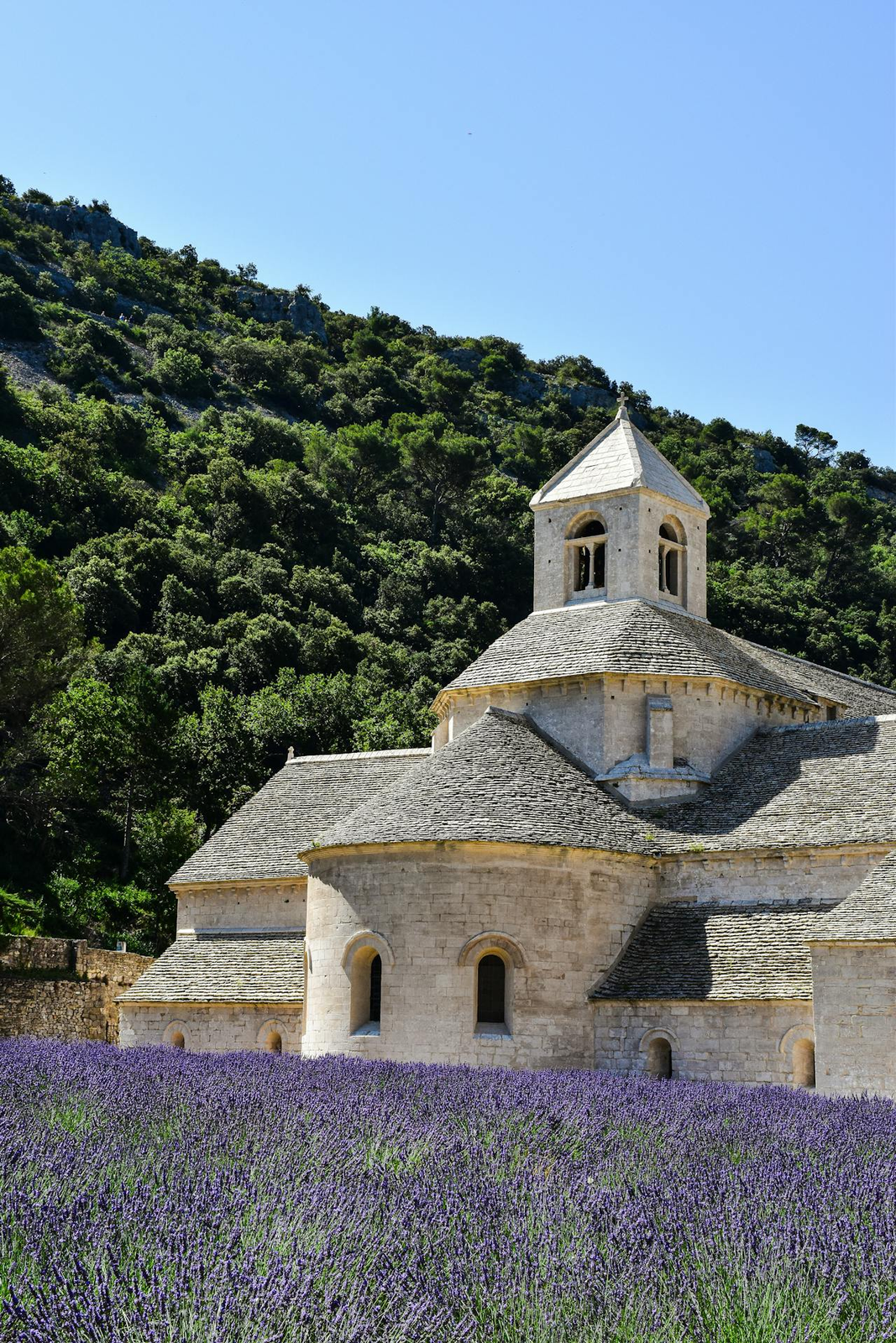 Sénanque Abbey in Provence with blooming lavender fields and forested hills under a blue sky