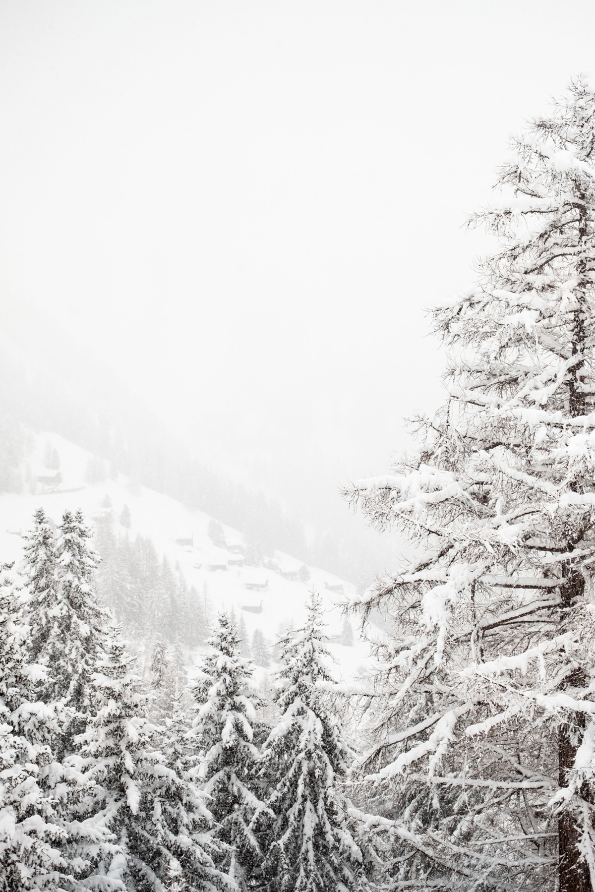 Snow coats tall conifers on a wooded slope, their pale branches fading into an overcast winter sky.
