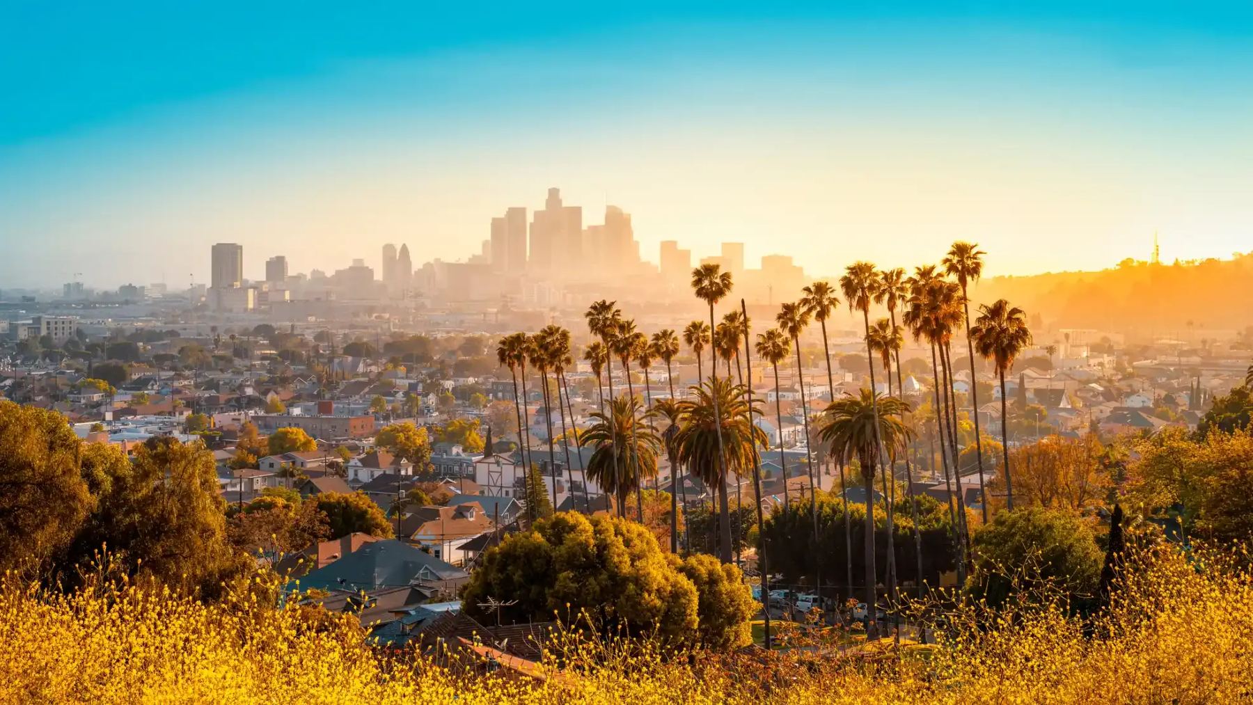 Los Angeles skyline at sunset with palm trees rising through golden haze.