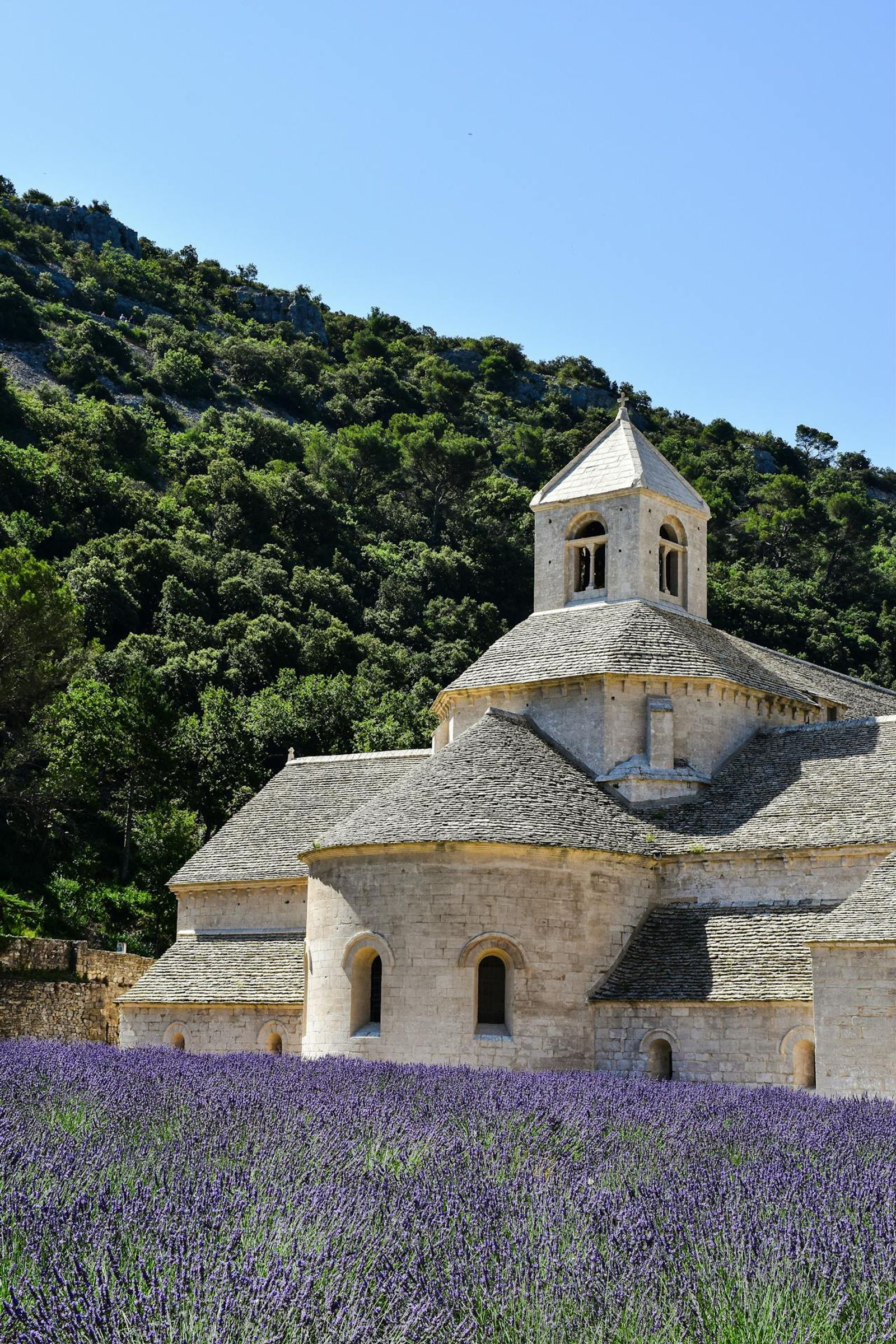 Sénanque Abbey in Provence with blooming lavender fields and forested hills under a blue sky