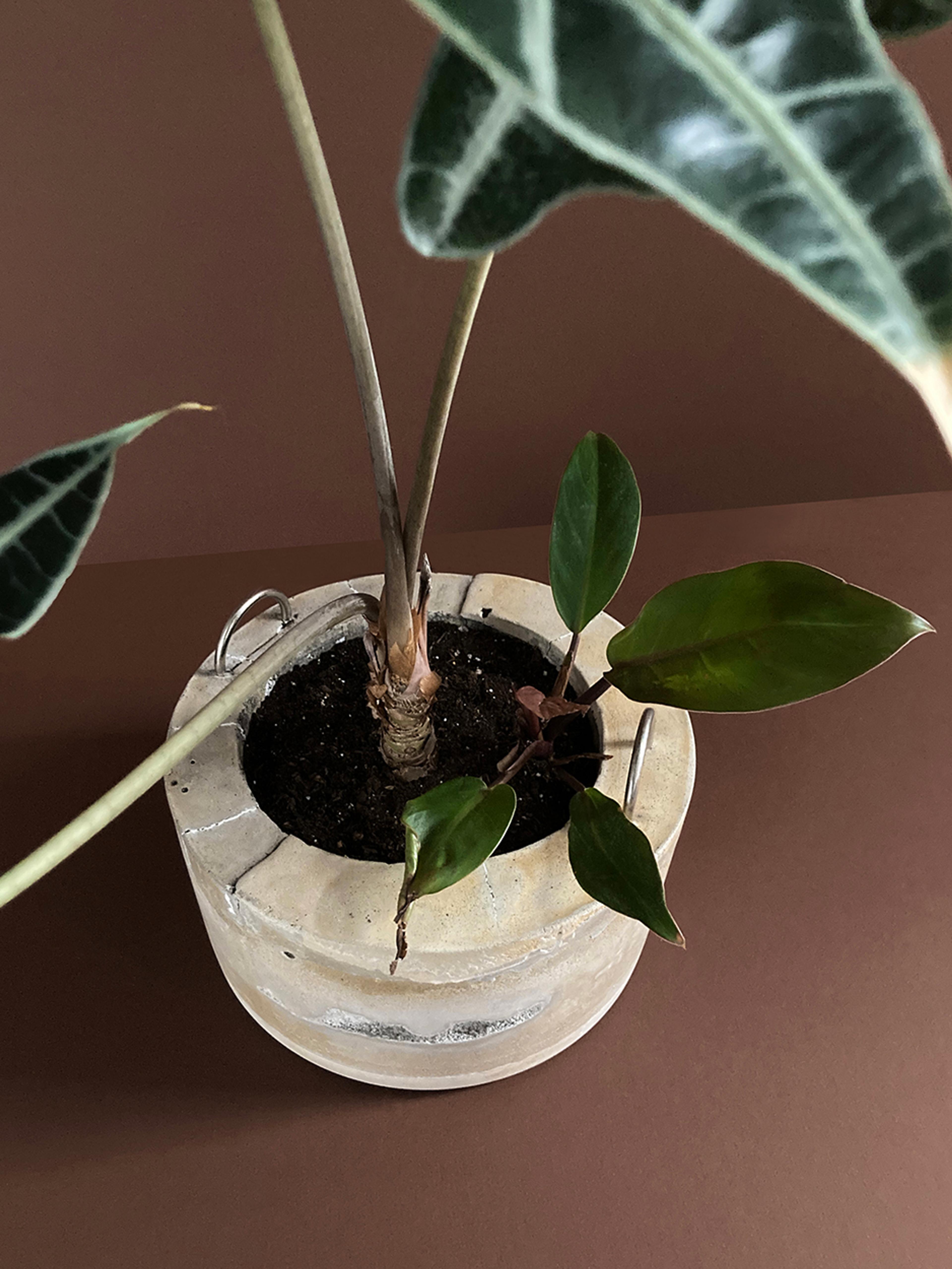Concrete Planter #7 — a concrete planter with D-rings, planted, view 4 of 4
