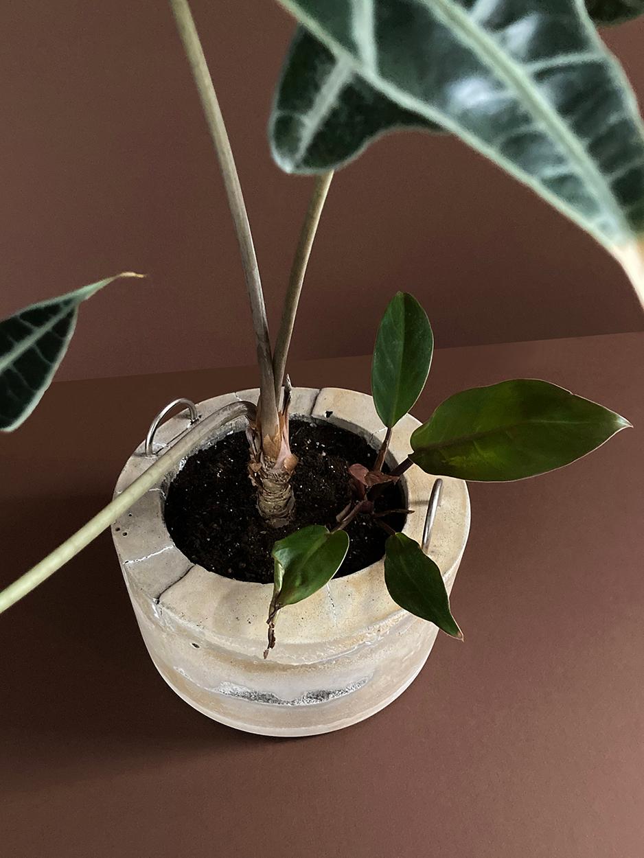 Concrete Planter #7 — a concrete planter with D-rings, planted, view 4 of 6