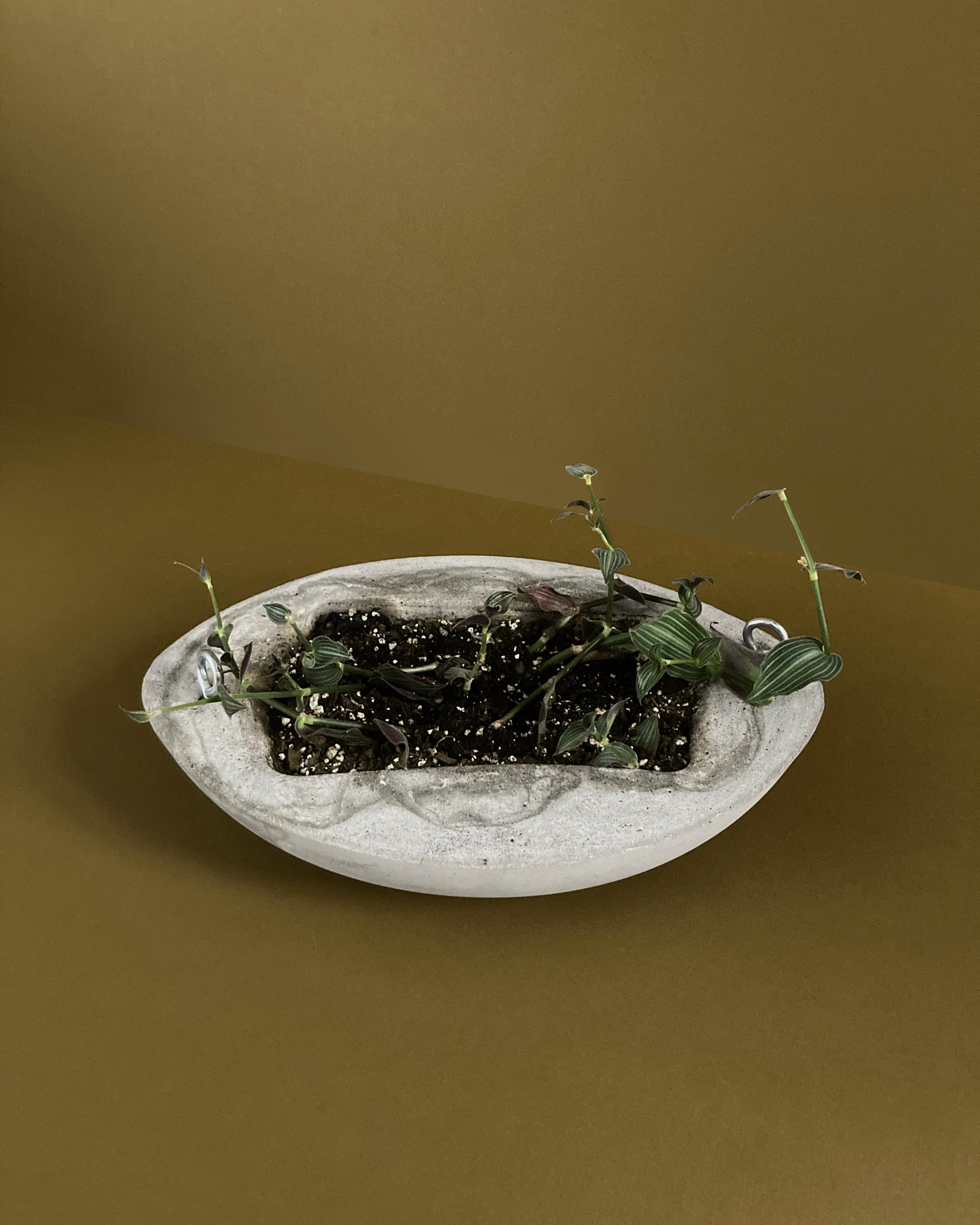 Concrete Planter #6 — a low oval concrete trough with ring pulls, planted, view 2 of 2