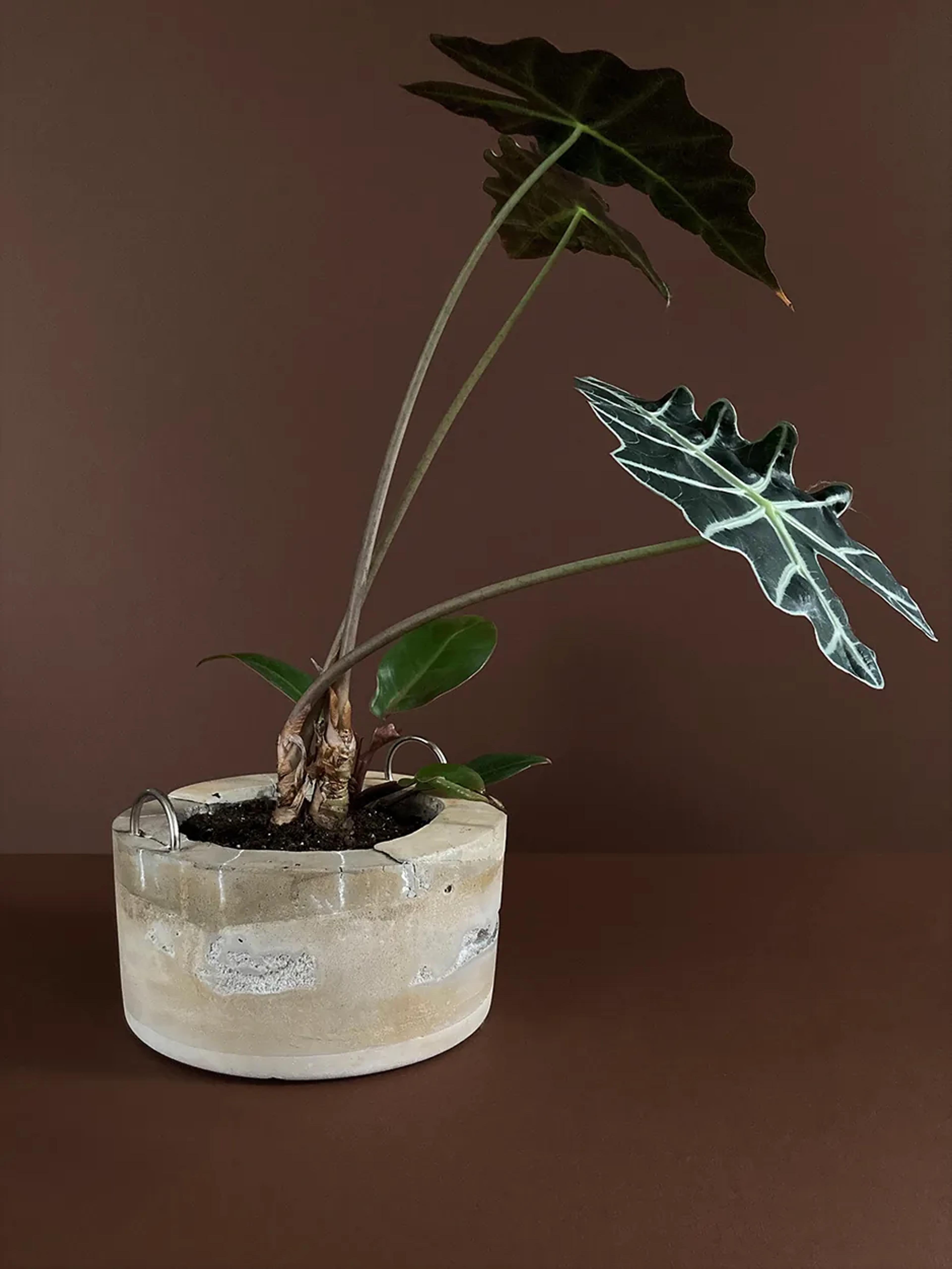 Concrete Planter #7 — a concrete planter with D-rings, planted, view 3 of 4