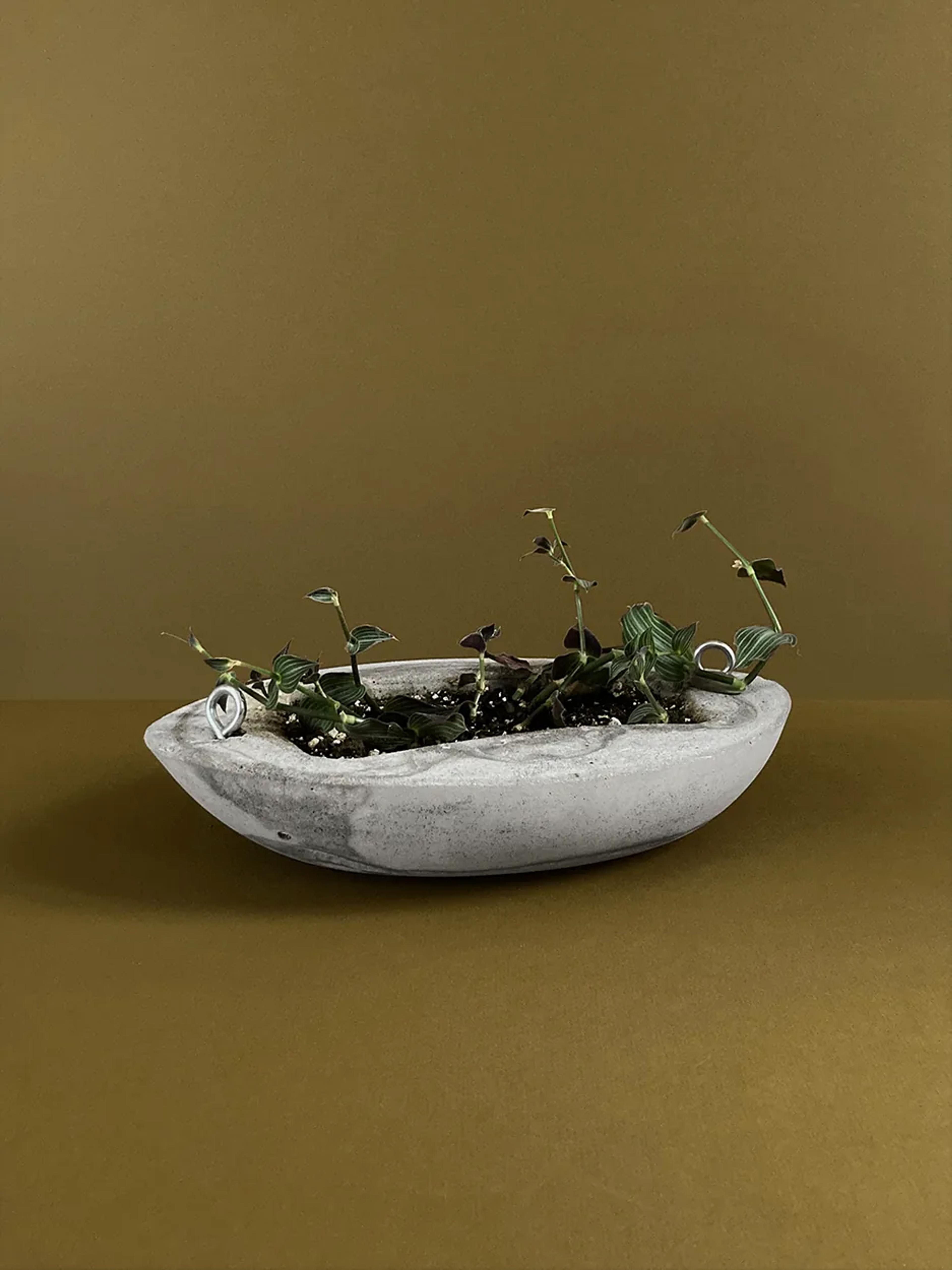 Concrete Planter #6 — a low oval concrete trough with ring pulls, planted, view 1 of 2