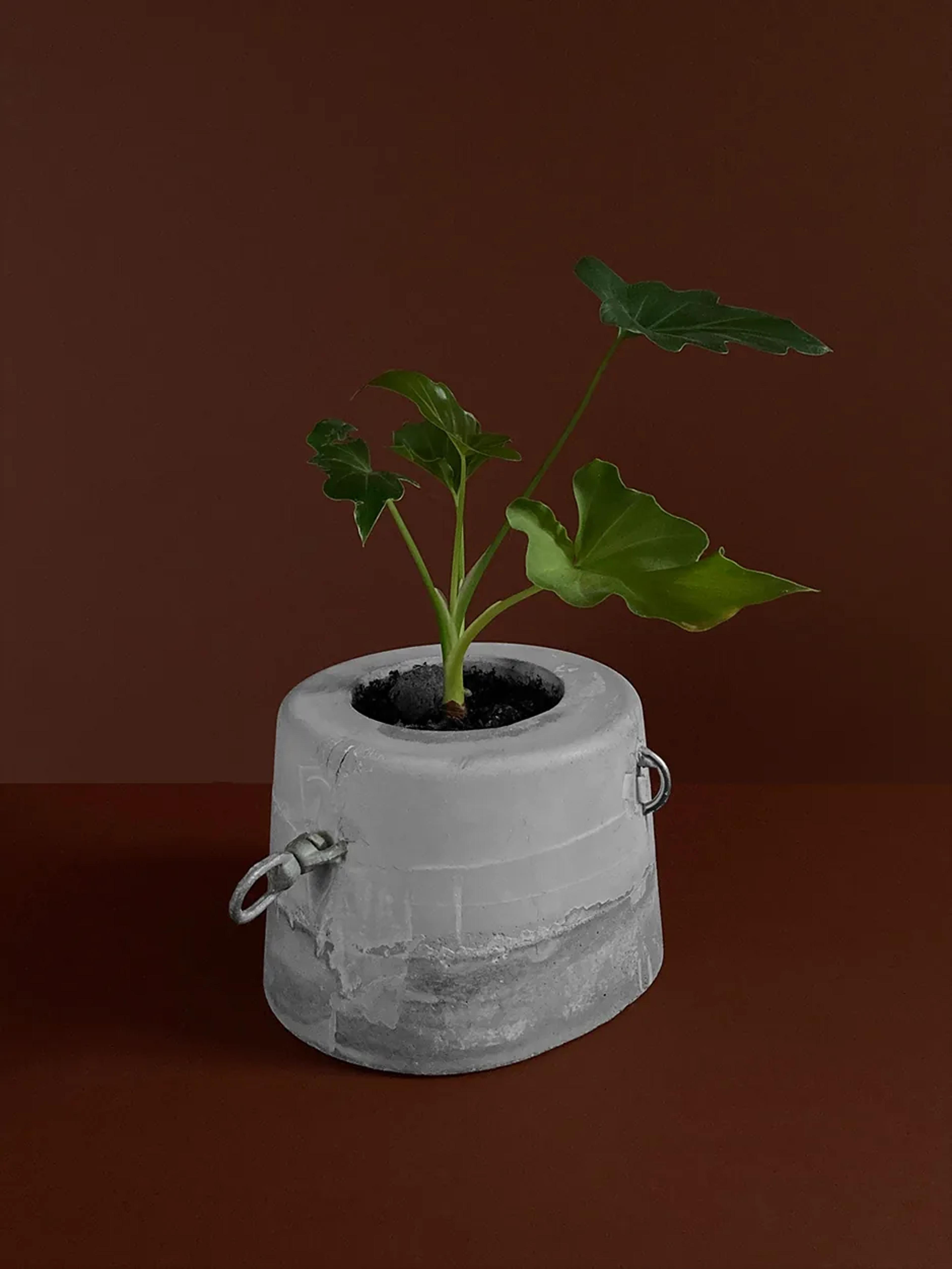yet untitled — a bucket-shaped concrete planter with D-rings, planted, view 1 of 2