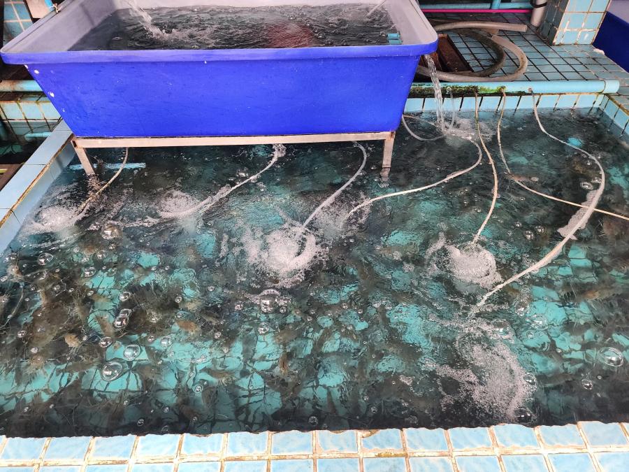 A tiled tank of live prawns with air bubbling through the water beside a blue plastic tub.