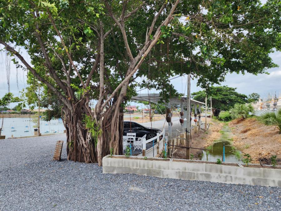 A large fig tree with hanging roots shading a gravel car park at Cafe Chedi, with a car parked under a canopy and a canal beyond.