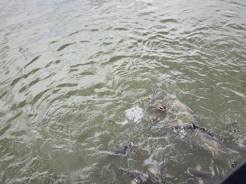 Catfish surfacing in green canal water beside a floating pellet of fish food.