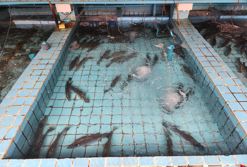 A tiled tank of live sea bass with air bubbling through the water at Moom Aroi, with more tanks beyond.