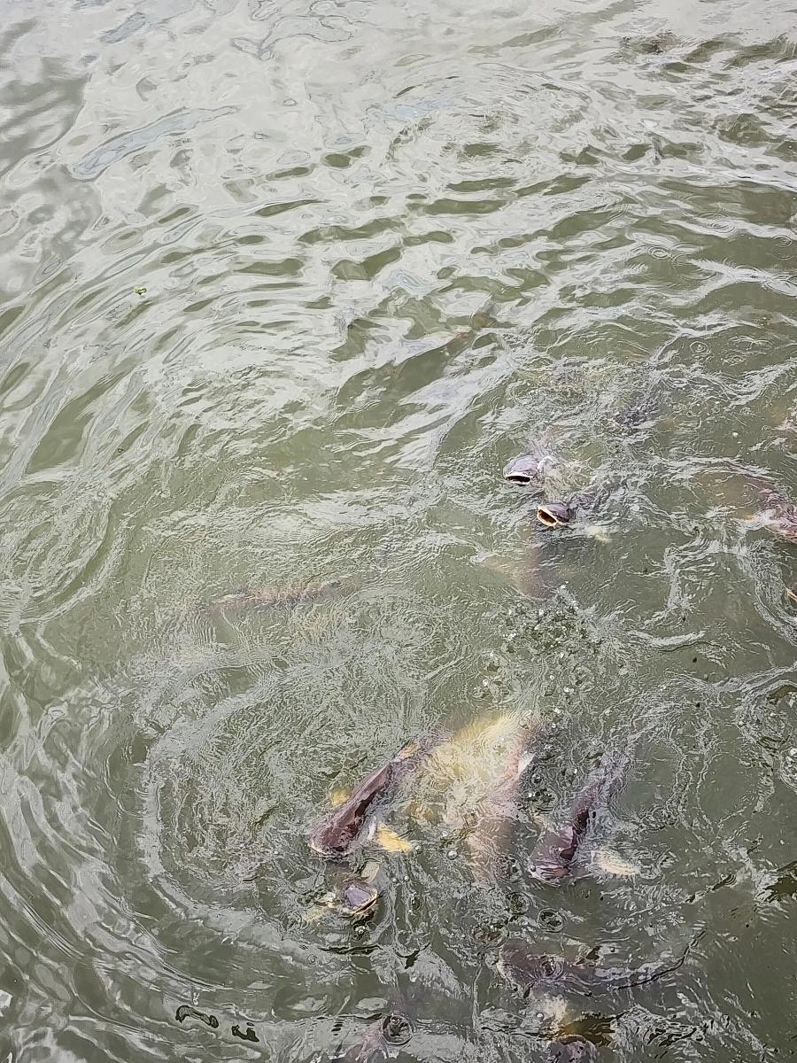 Large grey catfish crowding the surface of a green canal with their mouths open, waiting for food.
