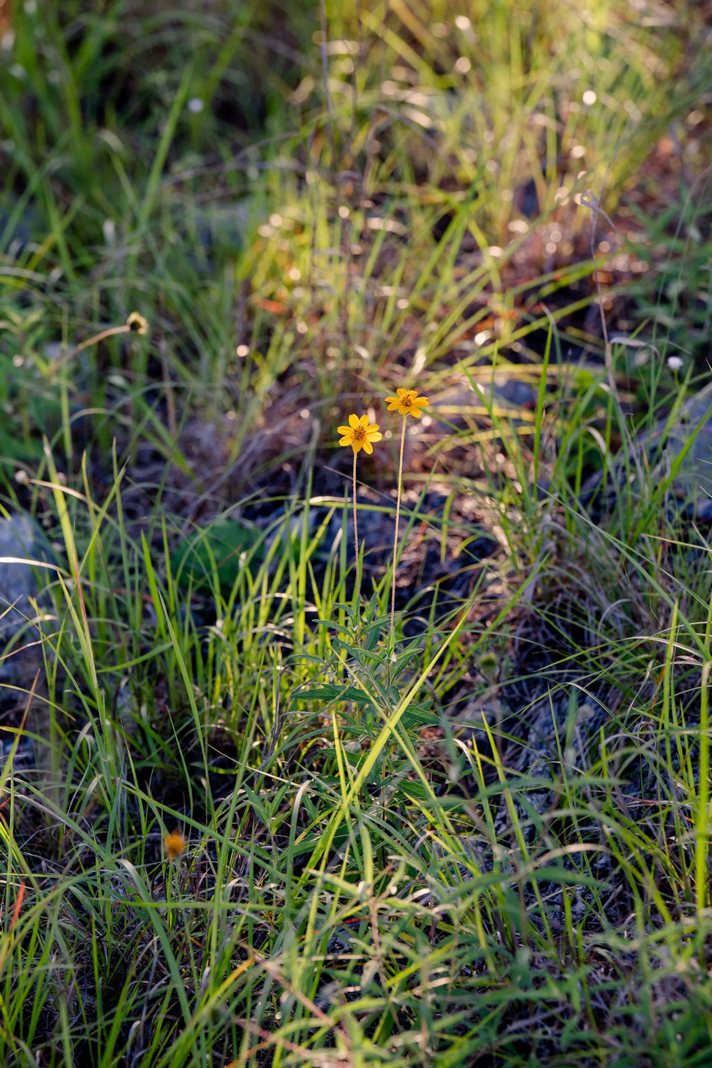 Yellow-orange zexmenia wildflowers blooming in the grass at Wayside Wimberley in summer light