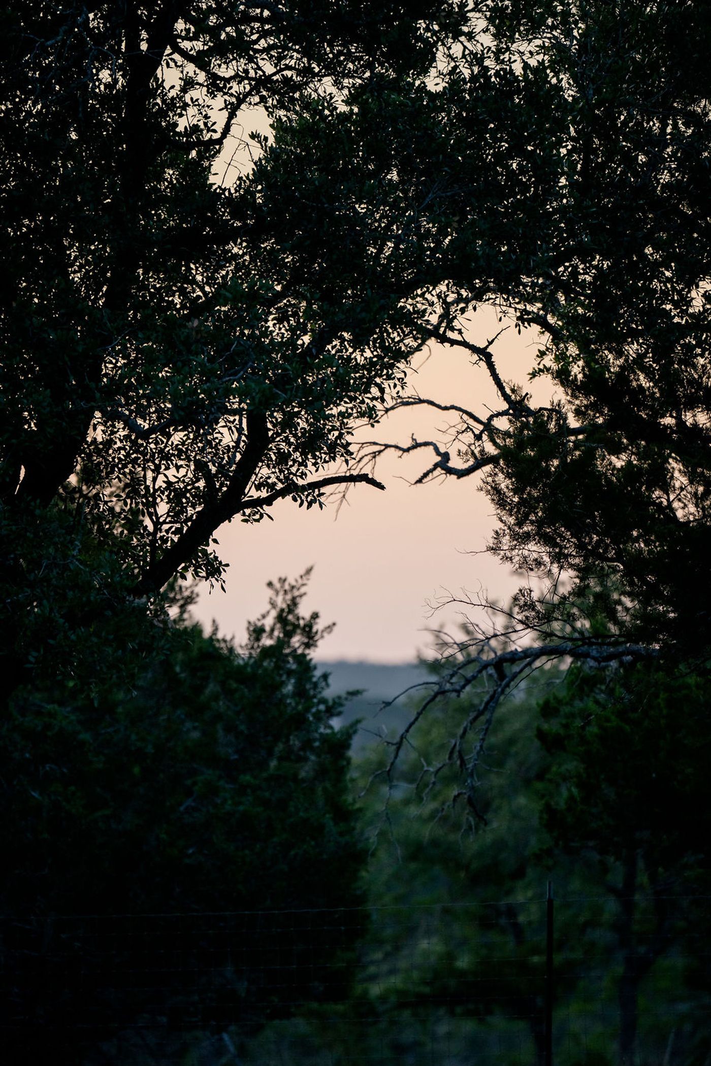 Golden Hill Country sky framed by oak trees at dusk from Wayside Wimberley