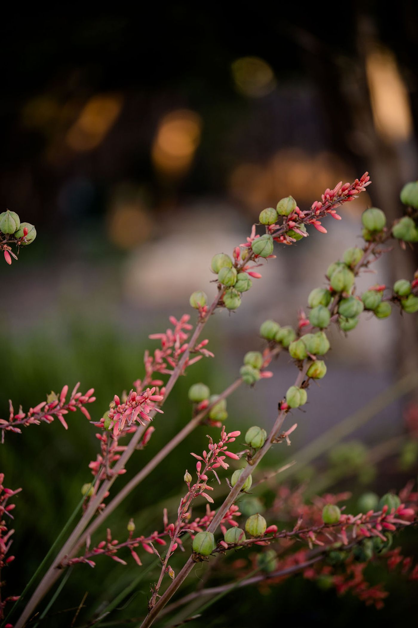 Red yucca blooming with coral flower spikes at Wayside Wimberley