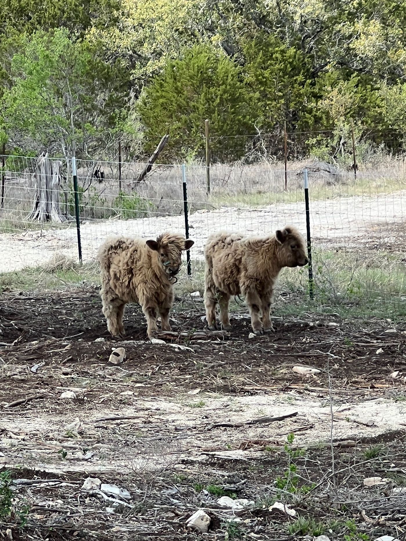 Maverick and Goose as young miniature Highland calves, standing together in their pen