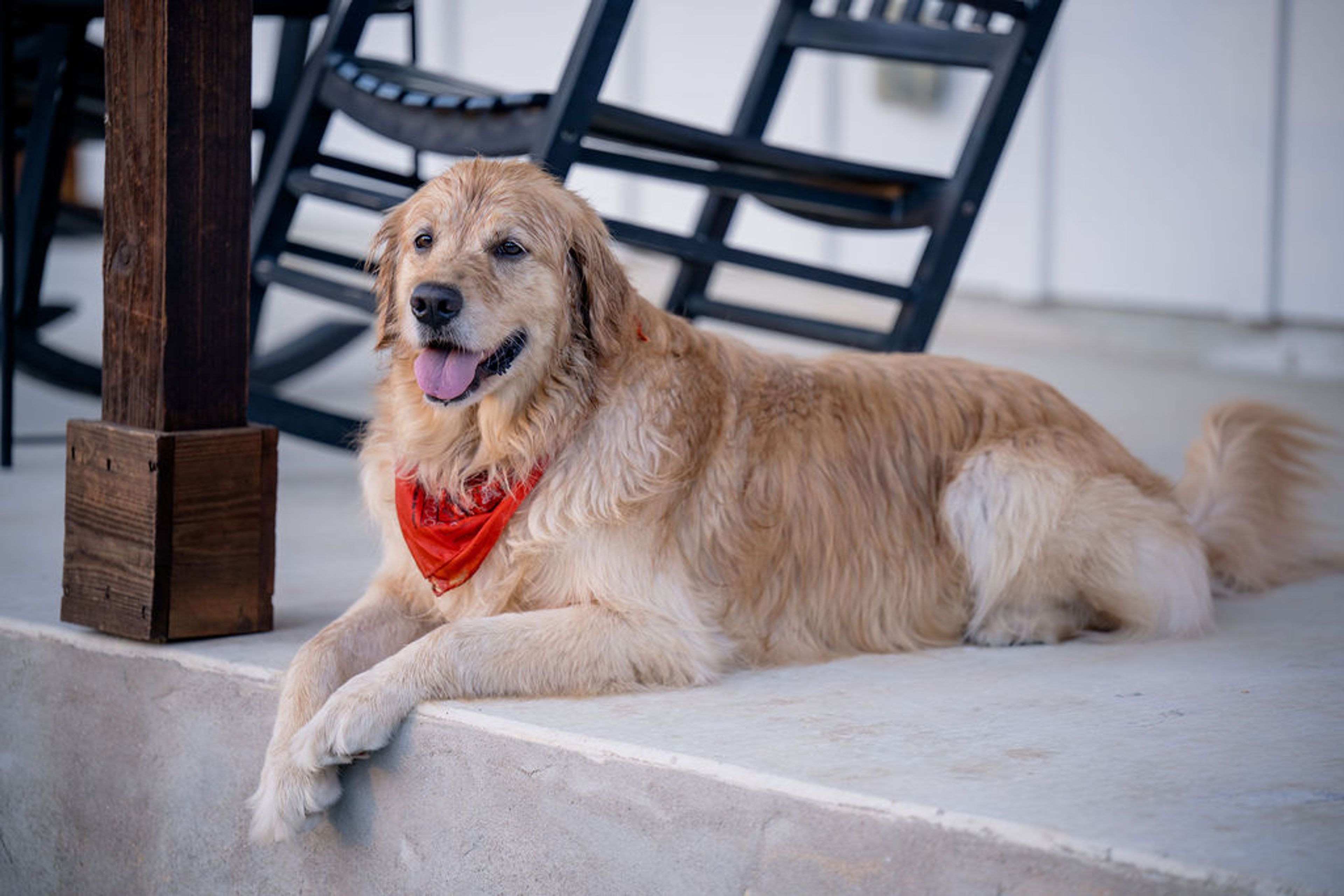 Golden retriever in a red bandana relaxing on a cottage porch at Wayside Wimberley