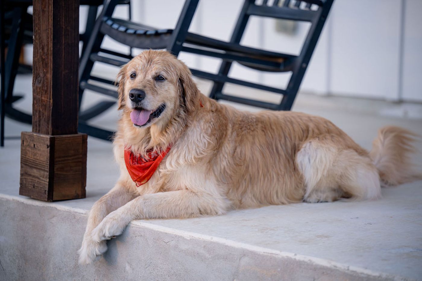 Golden retriever in a red bandana relaxing on a cottage porch at Wayside Wimberley