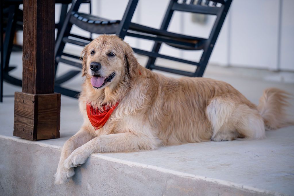 Golden retriever in a red bandana relaxing on a cottage porch at Wayside Wimberley