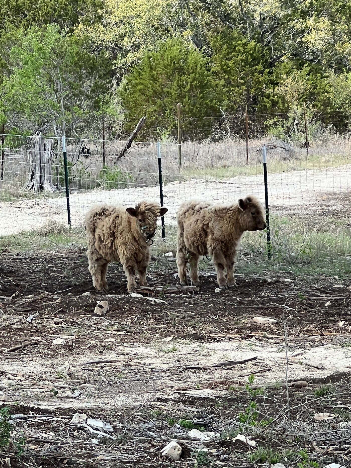 Two miniature Highland cattle calves standing in a field at Wayside Wimberley