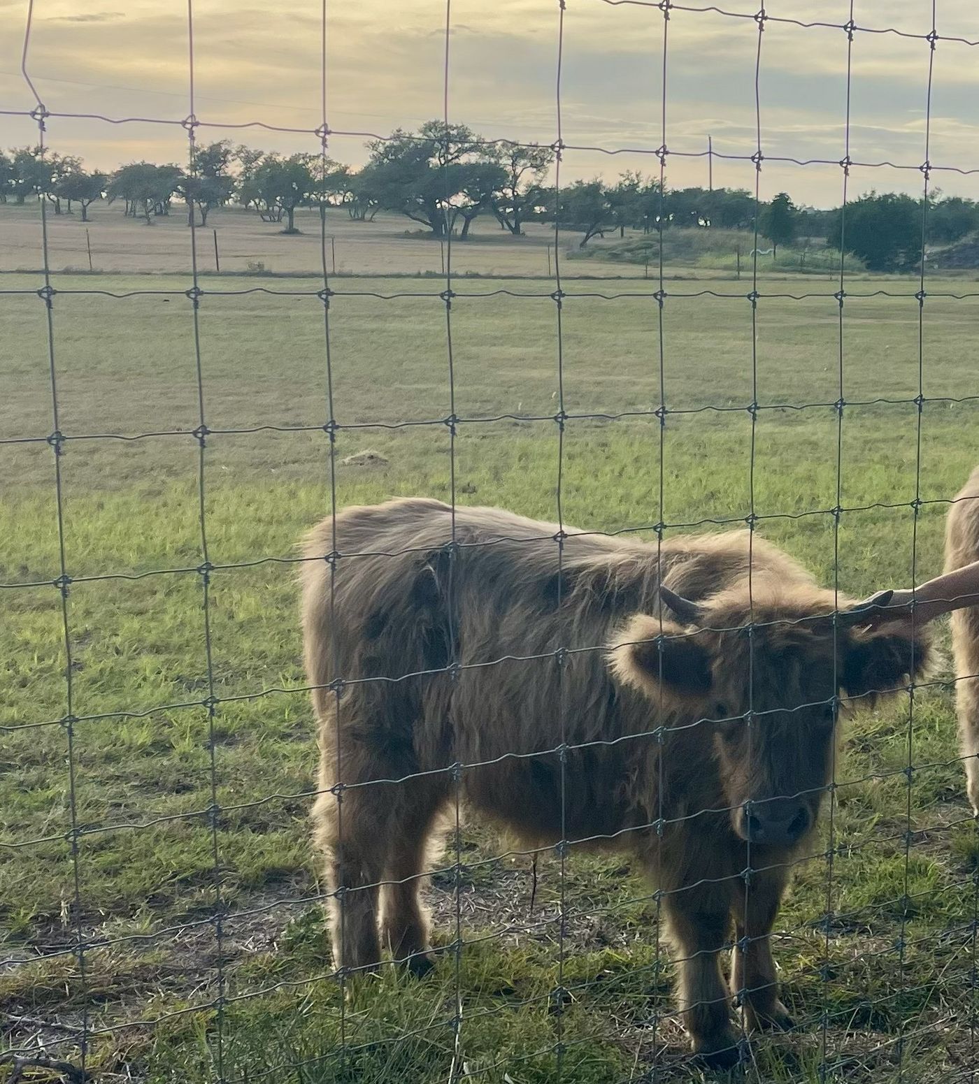 A hand reaching through the pasture fence to scratch the head of a miniature Highland cow at golden hour