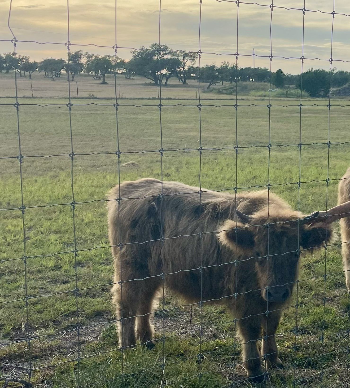 A hand reaching through the pasture fence to scratch the head of a miniature Highland cow at golden hour