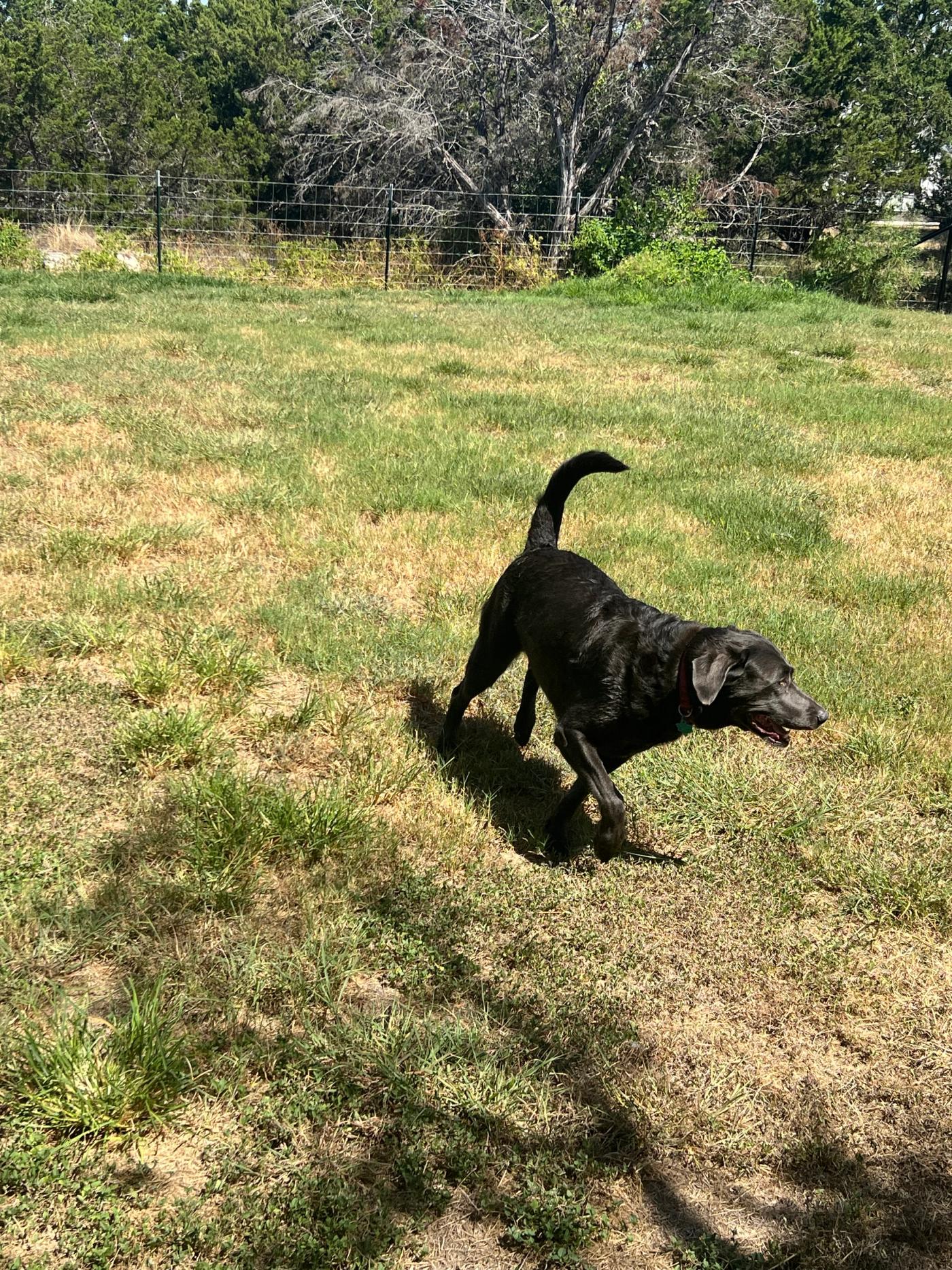 Bobbie Jean, a charcoal Labrador, trotting across the fenced dog run at Wayside Wimberley with her tail up