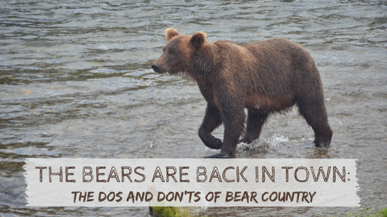 The Bears Are Back in Red River, NM
