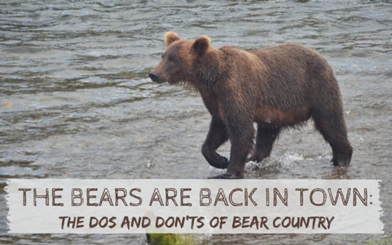 The Bears Are Back in Red River, NM