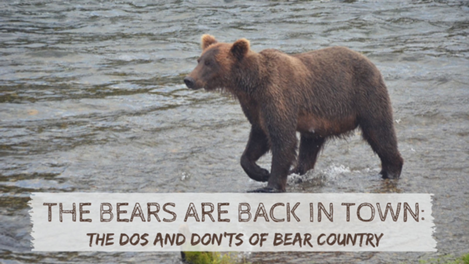The Bears Are Back in Red River, NM