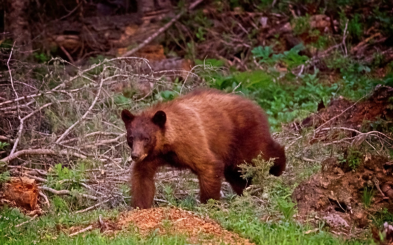 What Should You Do If You See a Bear in Red River, NM? Mountain Safety Tips for Visitors