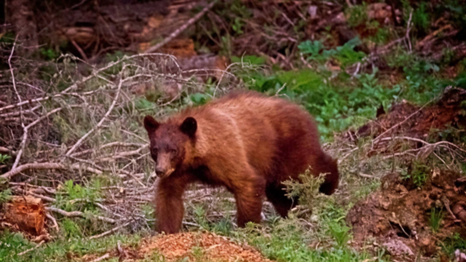 What Should You Do If You See a Bear in Red River, NM? Mountain Safety Tips for Visitors
