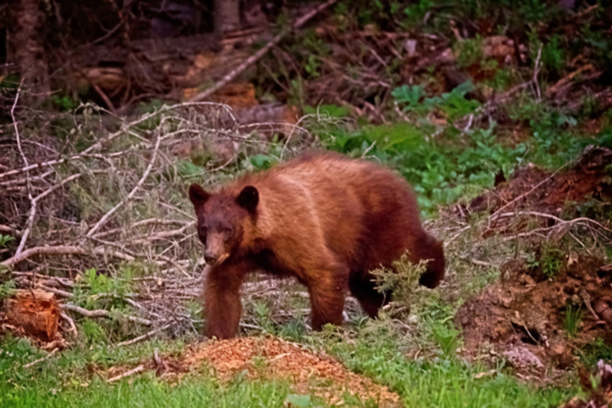 What Should You Do If You See a Bear in Red River, NM? Mountain Safety Tips for Visitors