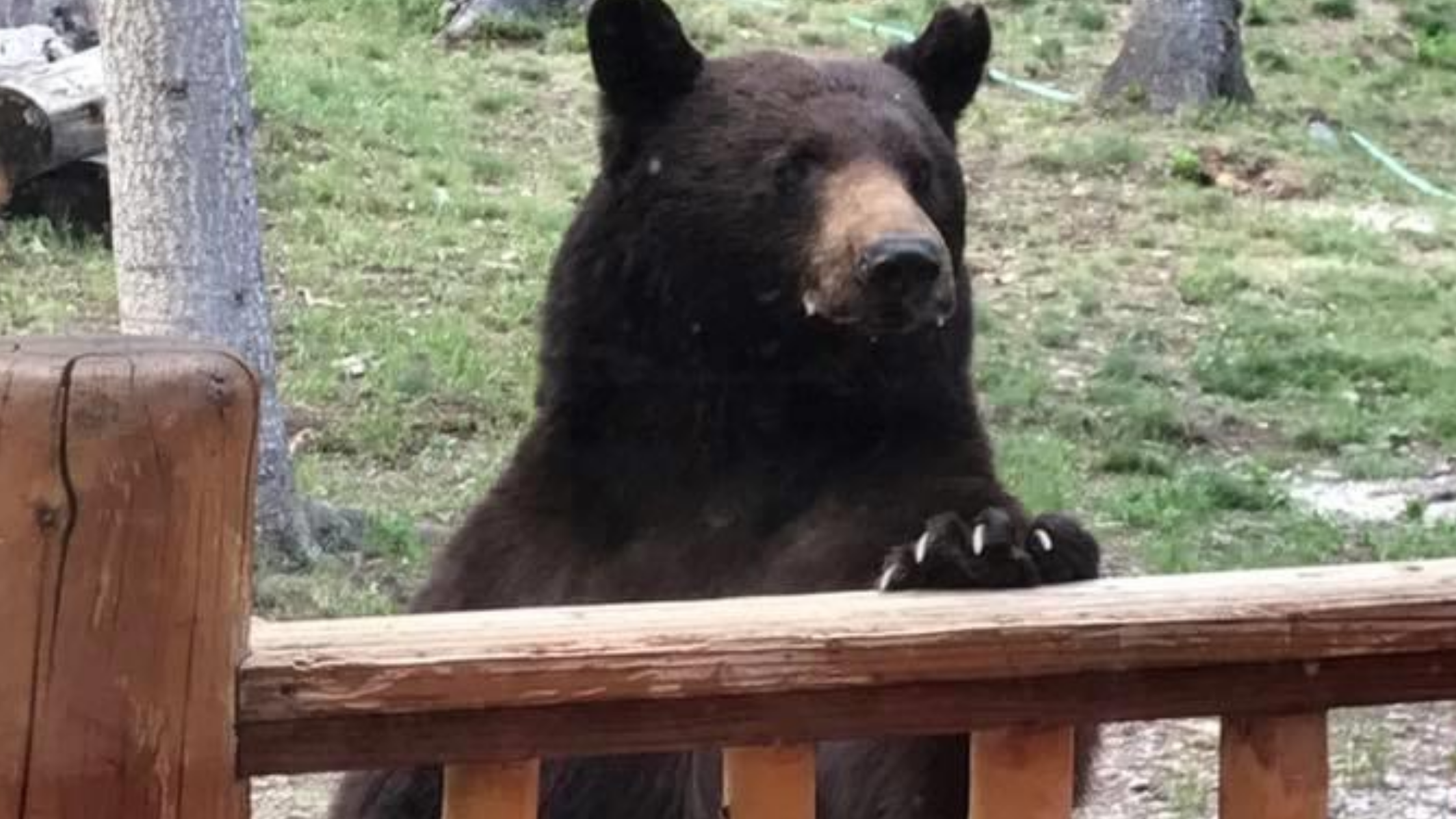 How to Prevent Bears From Visiting Your Vacation Rental