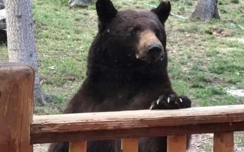 How to Prevent Bears From Visiting Your Vacation Rental