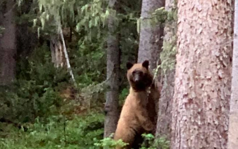 What You Should Know About the Red River Bears