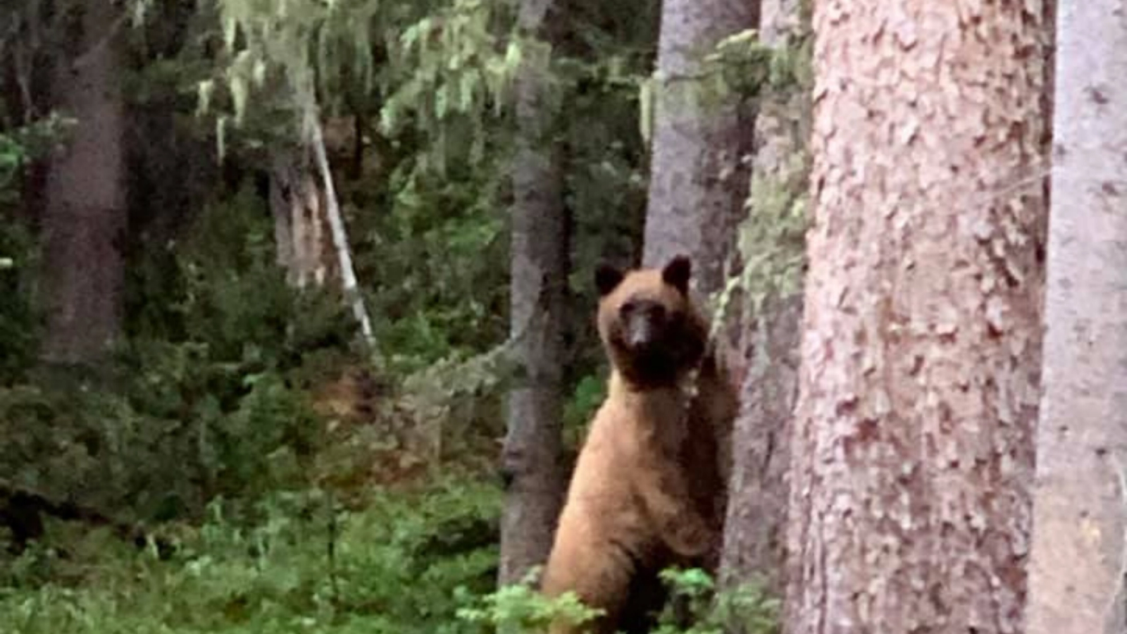What You Should Know About the Red River Bears